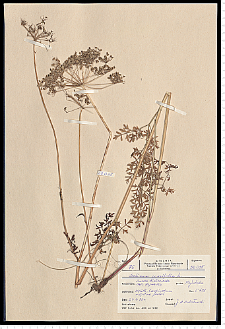 Selinum carvifolia (L.) L.