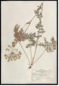 Selinum carvifolia (L.) L.