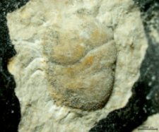 Goniodromites species
