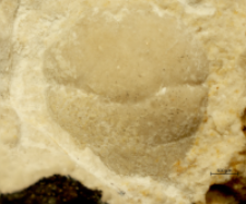 Tanidromites species