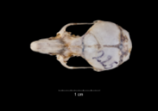 Apodemus sylvaticus