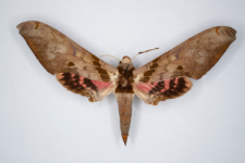 Adhemarius gannascus