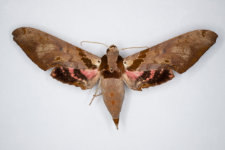 Adhemarius gannascus