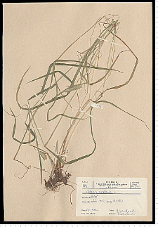 Phleum pratense L.