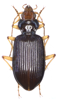 Nebria picicornis (Fabricius, 1801)