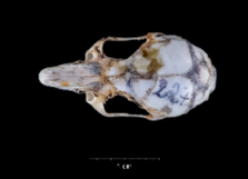 Apodemus sylvaticus