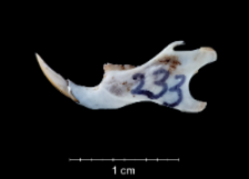 Apodemus sylvaticus