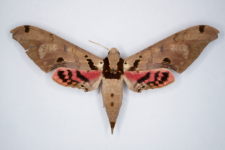 Adhemarius gannascus