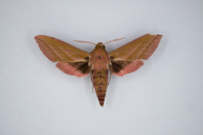 Deilephila elpenor