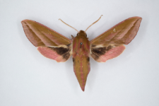 Deilephila elpenor