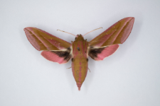 Deilephila elpenor