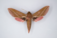 Deilephila elpenor