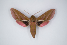 Deilephila elpenor