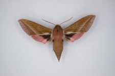 Deilephila elpenor