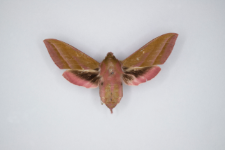 Deilephila elpenor
