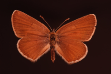 Aricia eumedon (Esper, 1780)