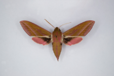 Deilephila elpenor
