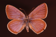 Polyommatus semiargus (Rottemburg, 1775)