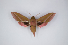 Deilephila elpenor