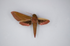 Deilephila elpenor