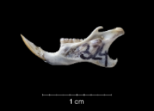 Apodemus sylvaticus