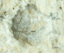 Goniodromites species