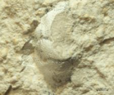 Goniodromites species