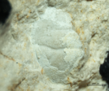 Goniodromites species