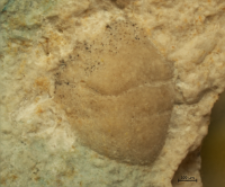Goniodromites kubai