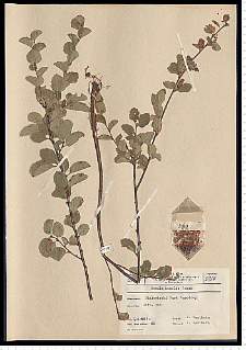 Betula humilis Schrank