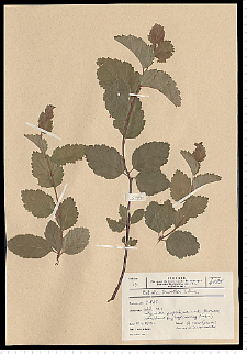 Betula humilis Schrank