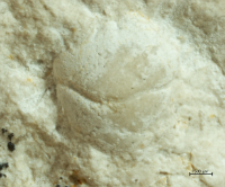 Tanidromites longinosa