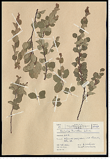 Betula humilis Schrank