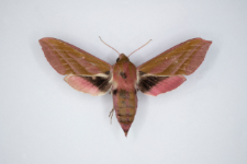 Deilephila elpenor