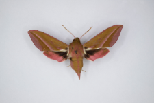 Deilephila elpenor