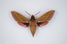 Deilephila elpenor