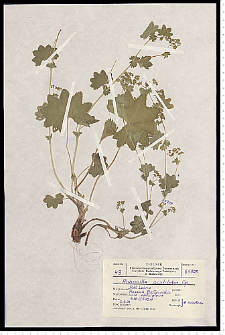 Alchemilla acutiloba Opiz