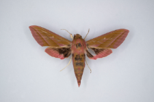 Deilephila elpenor