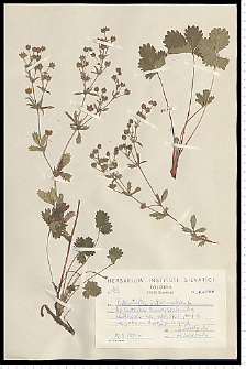 Potentilla intermedia L. non Wahlenb.