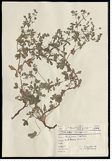Potentilla intermedia L. non Wahlenb.