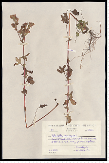 Potentilla norvegica L.