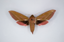 Deilephila elpenor