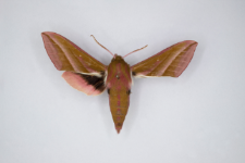 Deilephila elpenor