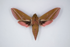 Deilephila elpenor