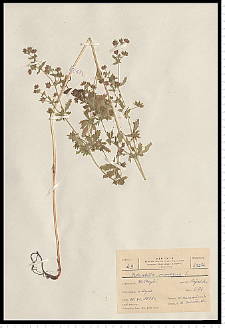 Potentilla norvegica L.