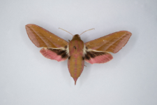 Deilephila elpenor