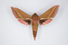 Deilephila elpenor