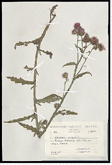 Carduus crispus L.