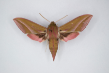 Deilephila elpenor