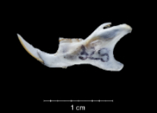 Apodemus sylvaticus